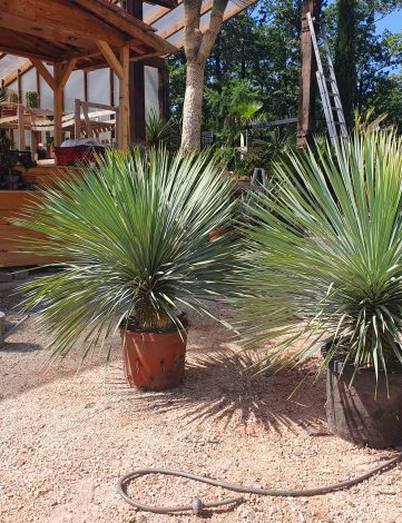 Yucca rostrata 40 cm