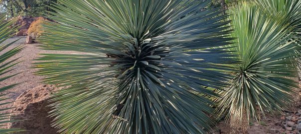Yucca rostrata faiskolai példány