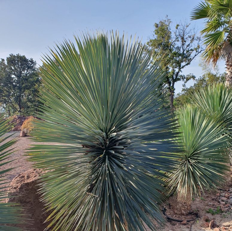 Termelői áron a legnépszerűbb növényünk Yucca rostrata!